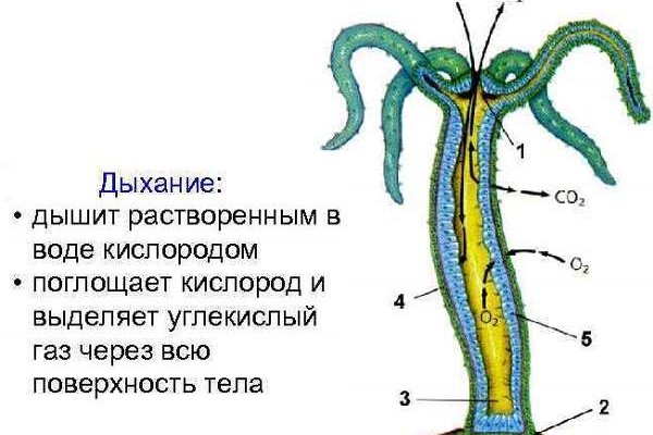 Ссылка на кракен маркет